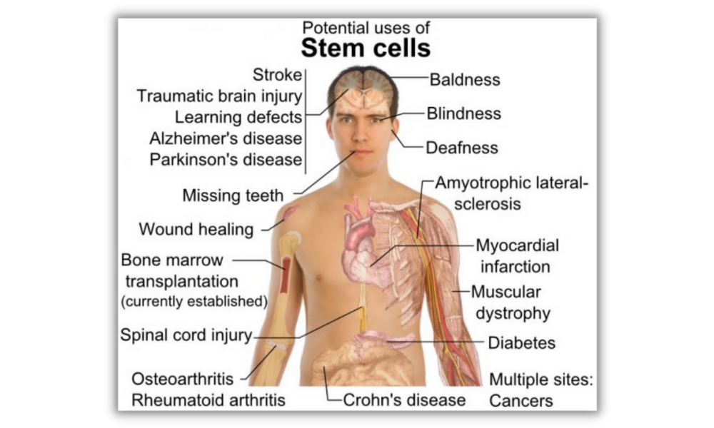 Stem Cell là gì - Purtier Placenta chức năng và công dụng