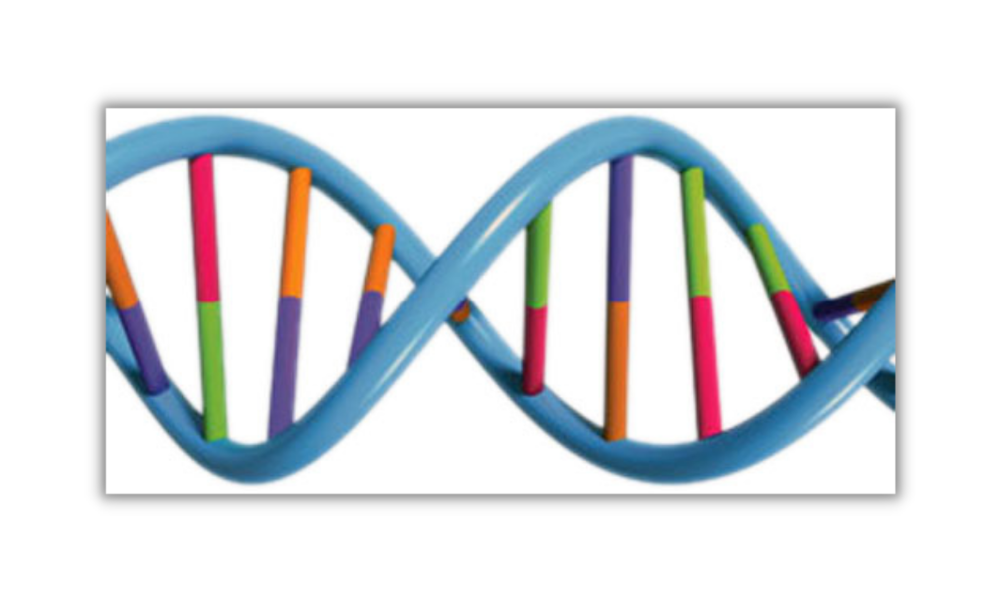 purtier-placenta-xay-dung-khoi-phat-trien-con-nguoi