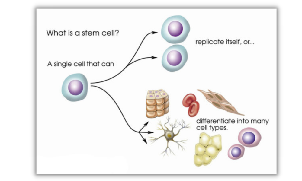 Stem Cell là gì - Purtier Placenta chức năng và công dụng